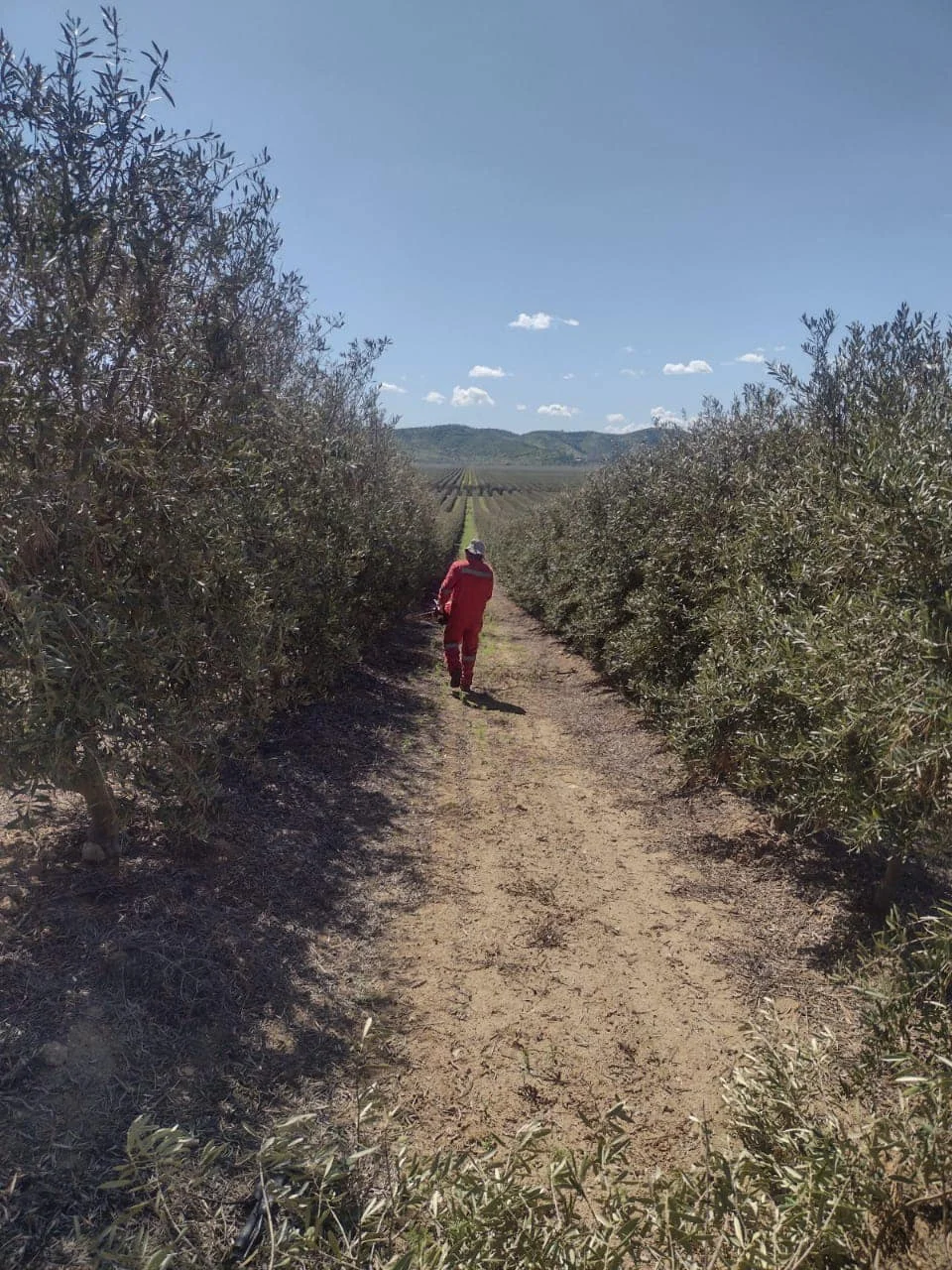 Campos de Olivos