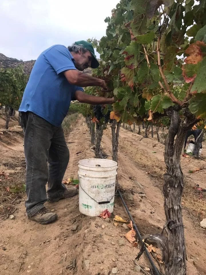 Cosecha de Uvas