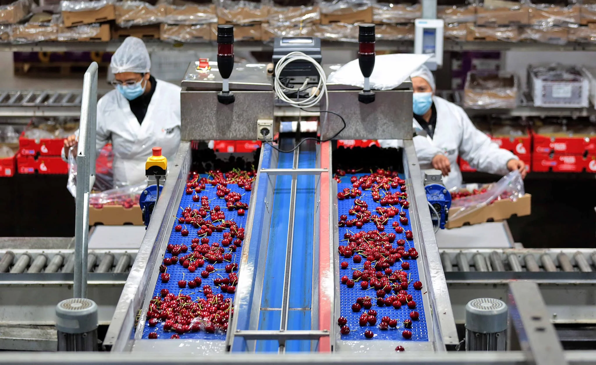 Calibración de Cerezas