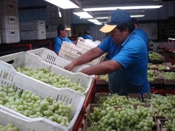 Planta de Packing de Uvas