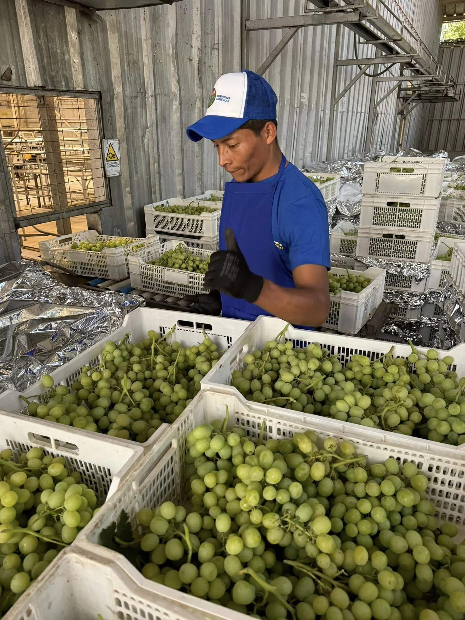 Control de Calidad en Uvas